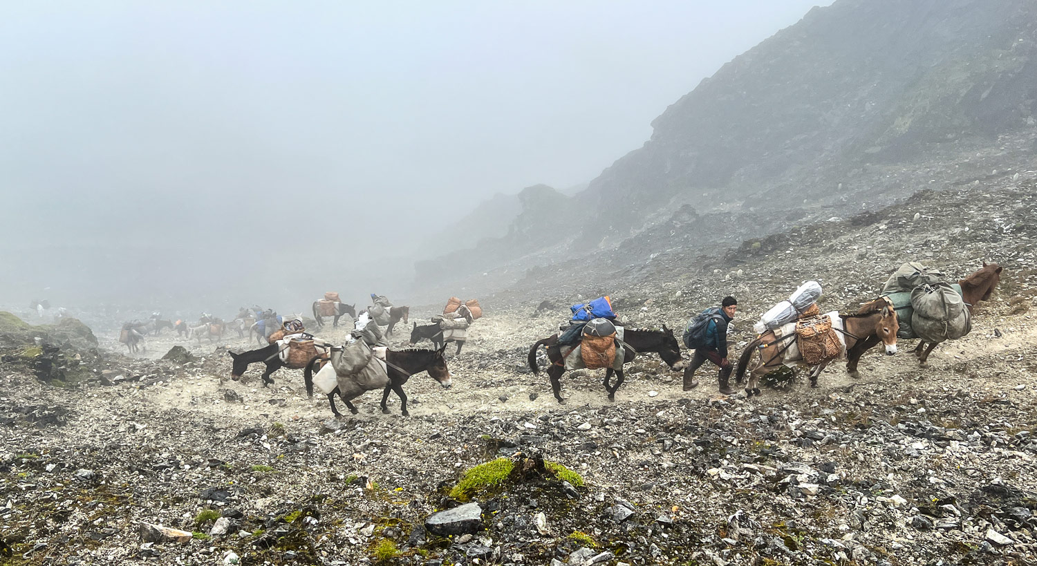 Pack animals climbing the switchbacks.