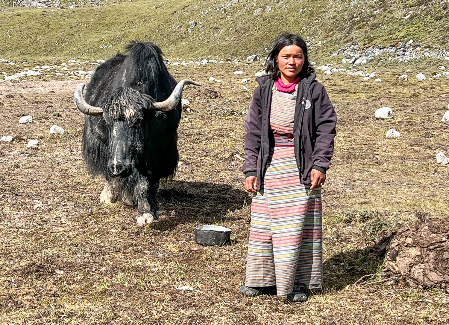 A yak herder with her yak.