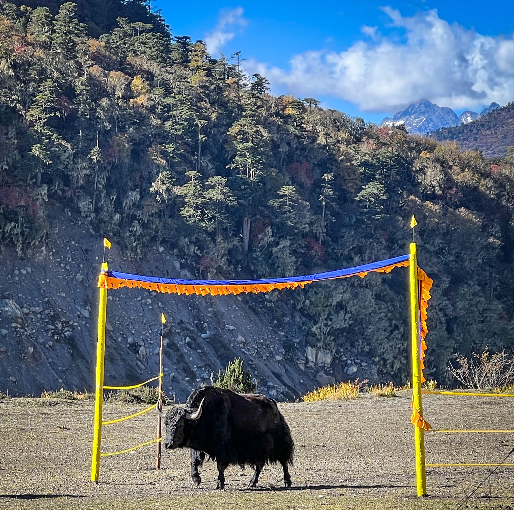 A yak on the race course.