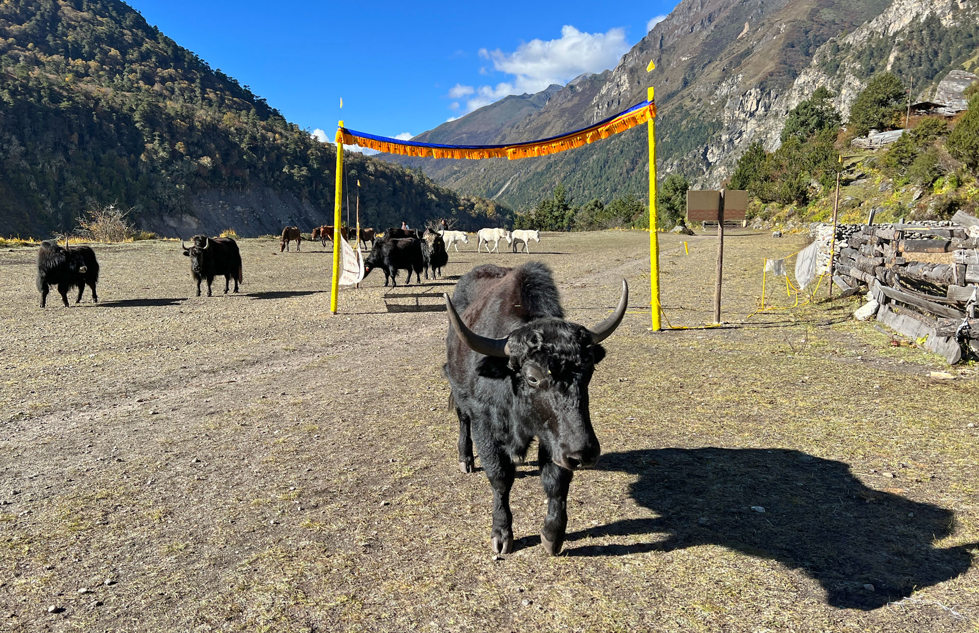 Yaks in camp.