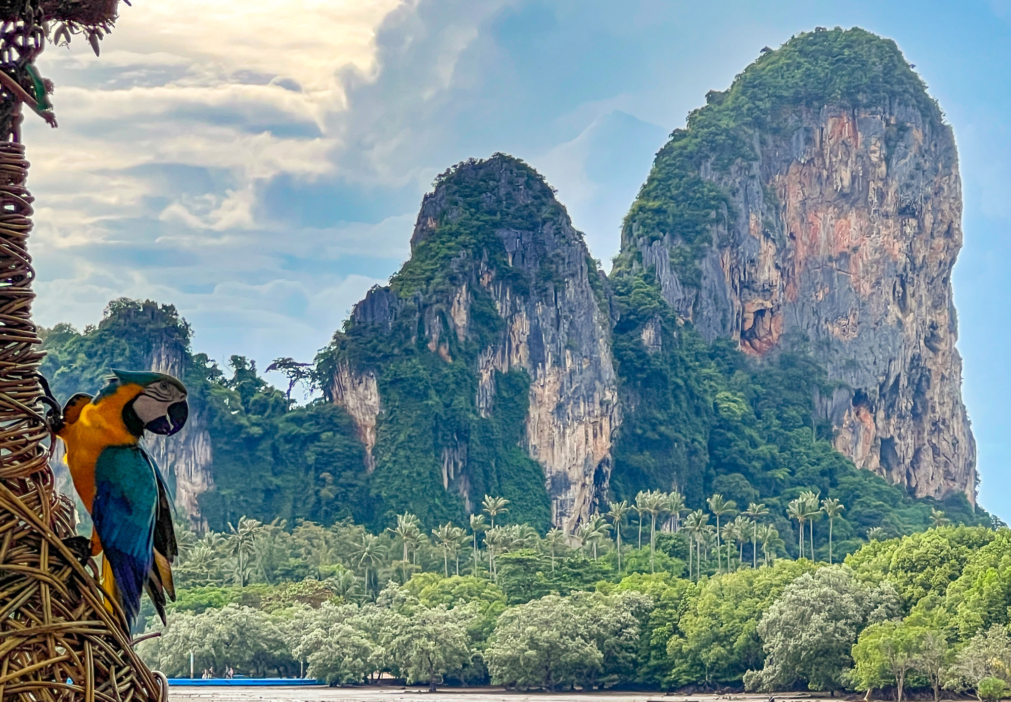 Parrot in Railay Beach.